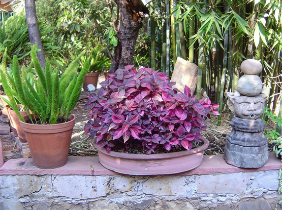 A foxtail fern, a bloodleaf and a grotesque head sit along an old garden path.
Photograph by M. Perez, 2010
 
