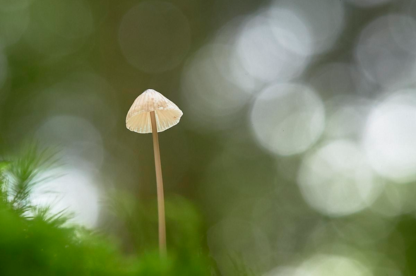 A tiny mushroom with a long, slender stem rises from soft, green moss. Its pale, translucent cap catches the light, revealing delicate ridges underneath. The background is a smooth wash of green, filled with numerous overlapping circles of bright bokeh.