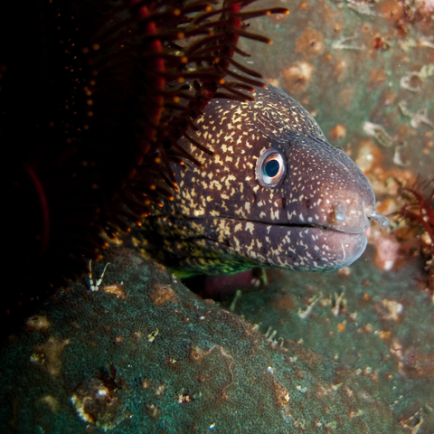 a moray eel looking into the camera lens with a vaguely muppet like expression. he might be considering eating the camera...
