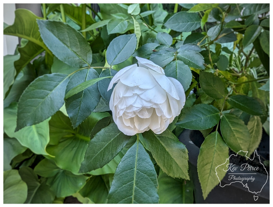 A lush, densely petalled white rose, just starting to open, surrounded by dark green foliage.  The white blossom is centered against the vibrant green leaves of the rose bush and other surrounding plants.
