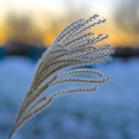 Das Foto zeigt eine zarte Ähre von Ziergras im Vordergrund, die sich elegant nach oben wölbt. Die Ähre ist mit kleinen, flauschigen Samen besetzt, die im Licht schimmern. Im Hintergrund erkennt man eine verschneite Fläche, die in sanftem Blau schimmert - der erste Schnee des Jahres. Der Himmel ist in warmen Orange- und Gelbtönen gehalten, ein  Sonnenuntergang im kalten Frost. Die Kombination aus dem kalten Schnee und den warmen Farben des Himmels schafft eine ruhige und fast mystische Stimmung.