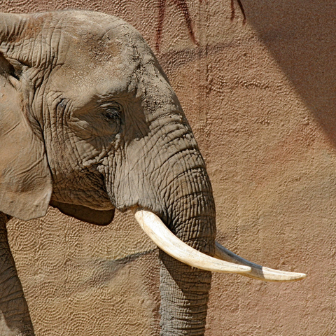 Close-up of an elephant head covered with dried mud