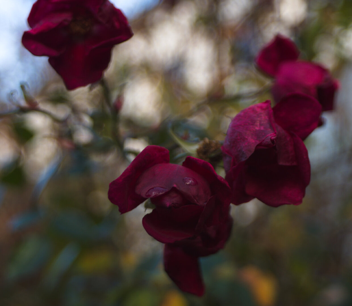 Closeup of roses