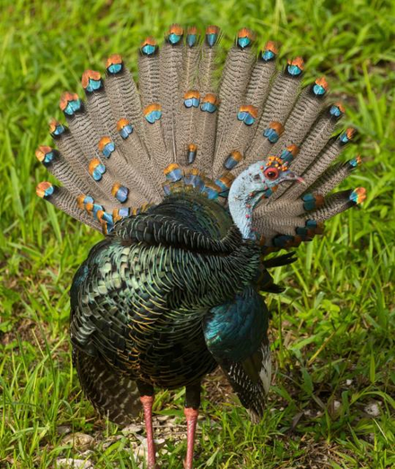 This spectacular bird's gobble begins with a series of low frequency thumps—similar to the sound of a starting engine!

Image Description
A photo of an Ocellated Turkey. It is facing the viewer, head turned away. It is covered in shimmering feathers, and has a blue head covered in bright yellow lumps. And ocellated tail.