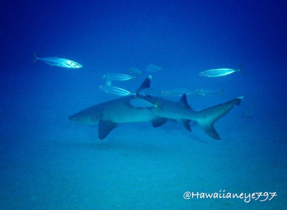 A shark swimming over a sandy ocean bottom surrounded by elongated silvery fish.