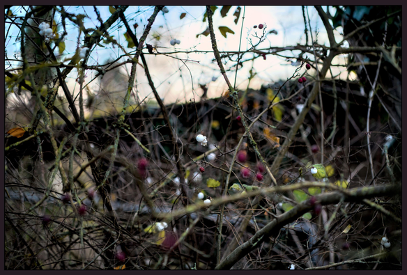 View into a snowberry bush. The berry on the center is in focus, the rest of the image is a bushy mess. Specks of colors are scattered througout.