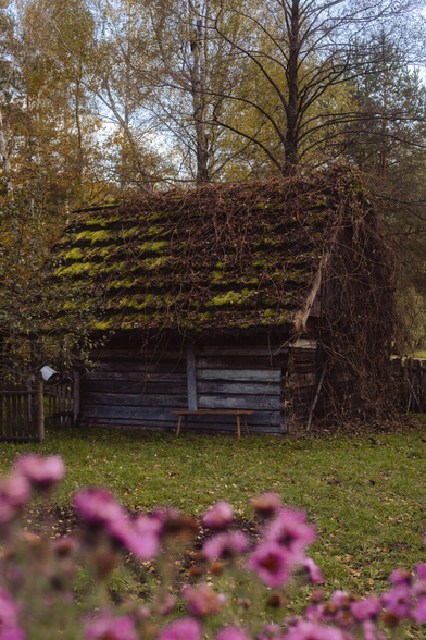 An old overgrown house, flowers entering the frame.