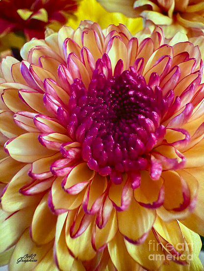 Yellow Pink Chrysanthemum- 25% OFF All Wall Art