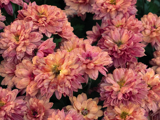 Large bouquet de chrysanthèmes qui commencent à faner, créant ainsi des nuances de rose allant vers le jaune.