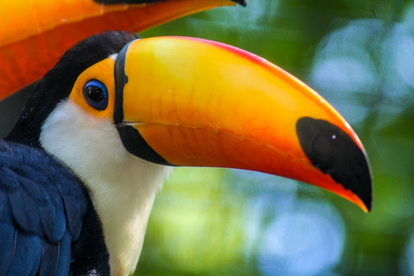 Close-up of a toucan with a vibrant orange, yellow, and black beak against a blurred green background.
