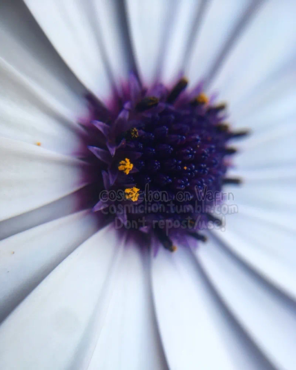 Digital macro photography of the center of a cape marguerite flower.