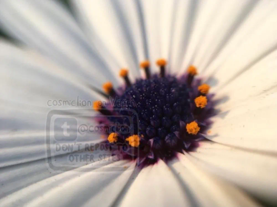 Digital macro photography of the center of a cape marguerite flower. It is bathed in sunlight.