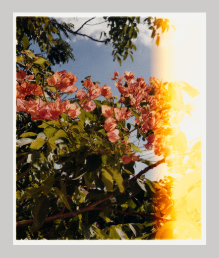"Pink blossoms and green leaves on a tree branch against a blue sky, with a bright light leak on the right adding a vintage film effect."