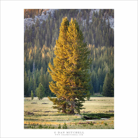 Sierra Nevada tree in evening light