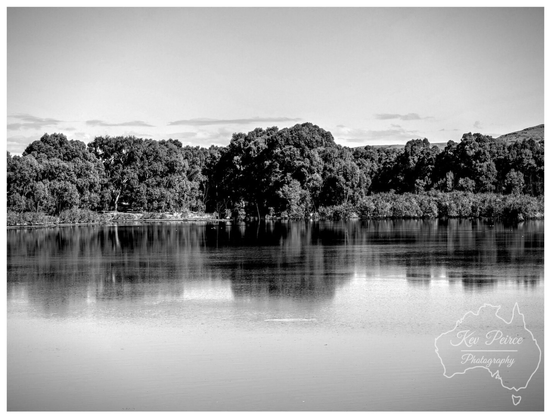 A dramatic black and white photograph of the Orroroo Weir. A dense, dark line of trees and foliage dominates the horizon, perfectly reflected on the still surface of the water below, creating a powerful monochromatic scene.
