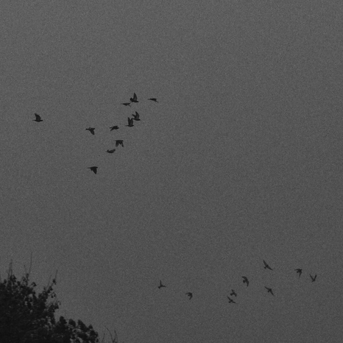 A black and white photo shows two flocks of birds flying against a gray, overcast sky. Silhouetted tree branches appear in the lower left.