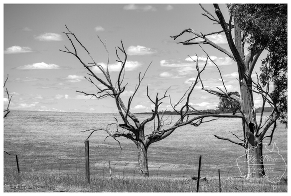 A dramatic black and white landscape photo of a grassy field, near Wirrabara. In the foreground, a prominent, striking dead gum tree with bare, gnarled branches is centred behind a barbed wire fence.

To the right, the trunk of a tall, partially stripped, living eucalyptus tree provides contrast. The field is subtly textured, extending to a gentle horizon, beneath a sky scattered with bright cumulus clouds.