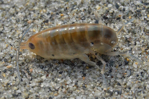 A photo of a large sandhopper on sand.