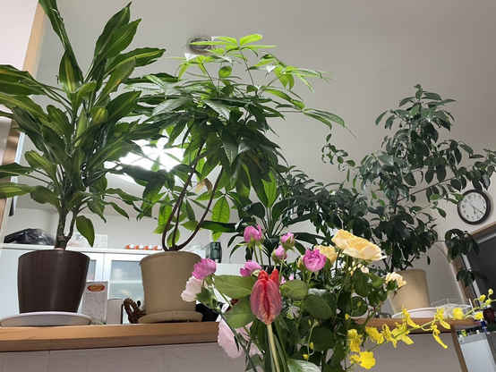 Our house plants in urban Japan reach almost to the ceiling 