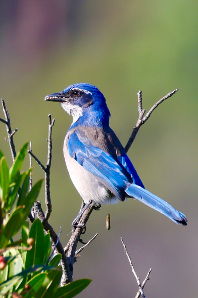 a blue bird with seven tiny rocks on its beak.