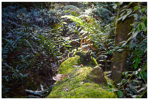 A low angle photograph capturing sunlight breaking through the canopy onto the forest floor in Strahan, Tasmania.  A fallen log covered in bright green moss and bracket fungi runs diagonally through the frame, leading the eye toward a vibrant wall of backlit green ferns. The background is a mix of deep shadows and highlights.