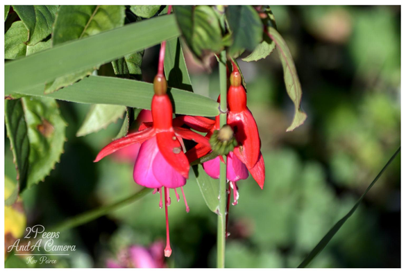 A close up photograph of two vibrant fuchsia flowers hanging amongst green foliage. The flowers have bright pink underskirts and deep red sepals. The background is a soft, blurred green.