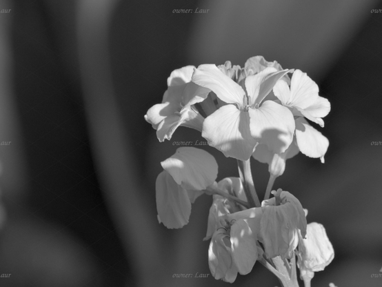 Flowers, closeup, black and white, photo