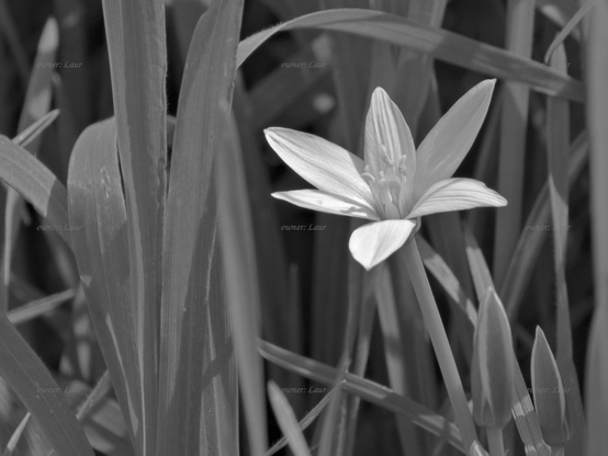 Flower, closeup, black and white, photo