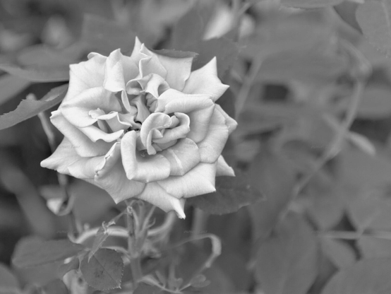 Rose, closeup, black and white, photo