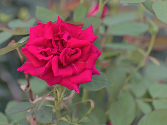 Rose, closeup, color, photo
