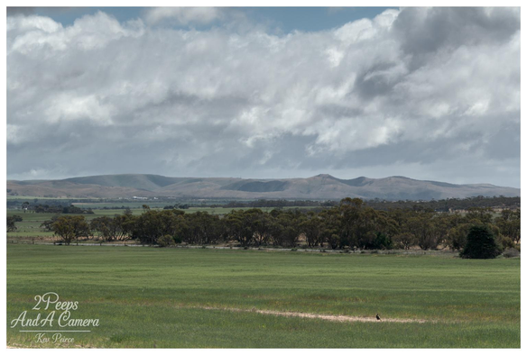 A wide angle landscape photograph featuring three distinct horizontal layers. The foreground is a vast, bright green paddock with a small, dark bird visible in a patch of dry dirt near the bottom center.

The middle ground is a dark band of dense, low lying trees. The background features hazy, rolling brown hills under a wide expanse of dramatic, grey and white cloudy sky.