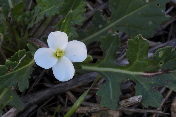 Plano corto de una flor de color blanco y 4 pétalos, situada hacia la parte izquierda de la imagen. Del centro de la misma, se asoman unos 4 ó 6 estambres de tonos verdosos, rodeando el pistilo.

Las hojas son de color verde oscuro y tonos mates. El nervio central de las mismas es de color verde claro. El fondo se ve con palitos secos de color gris, lo que podría indicar un ambiente de vegetación baja.