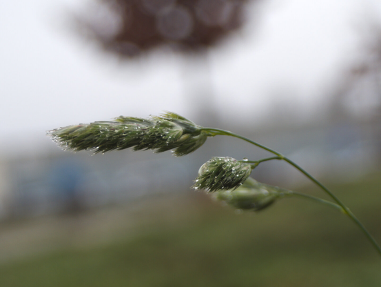 Water dropletts on grass