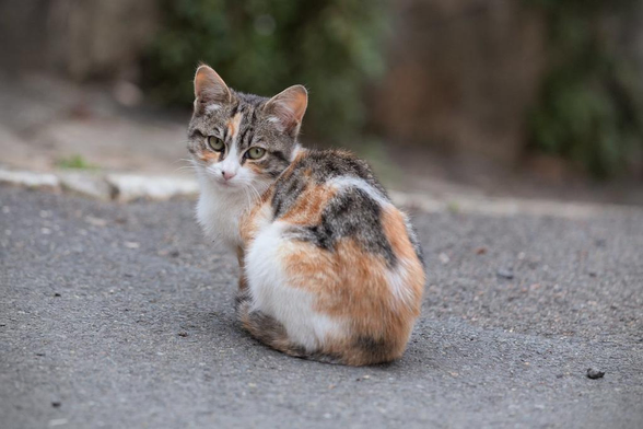 Un petit chaton blanc, noir/gris et roux, de dos qui se retourne pour regarder la camera