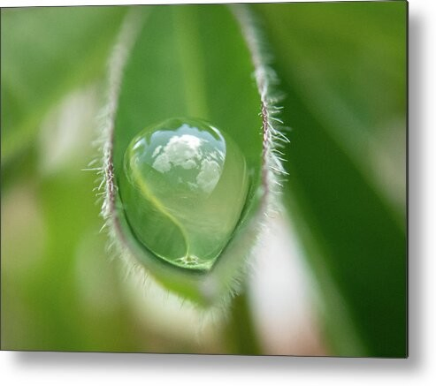 A raindrop caught in the leaf of a lupine reflects the clouds and blue sky.