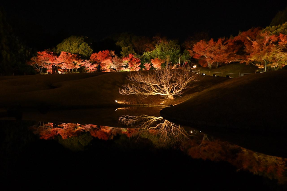 朱雀の庭の中央にある池を囲むように紅葉したイロハモミジ。その池にも紅葉が映り込んでいる。/ 2025.11.29 梅小路公園・朱雀の庭から