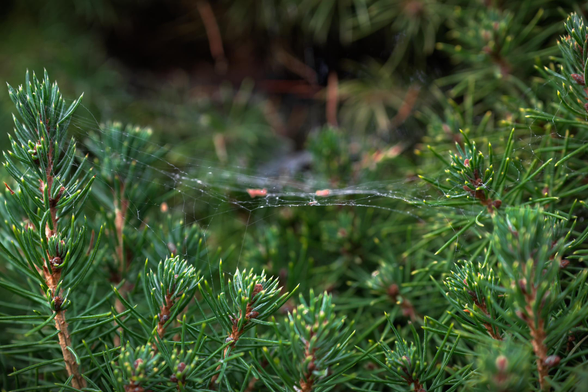 Photo of a spider web stretched across the branches of an evergreen tree.