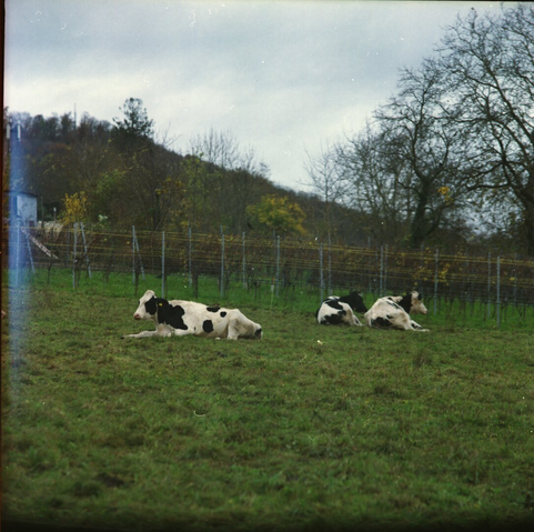 Analog Photo of cows in the mellow