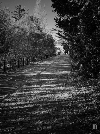 Una fotografía en blanco y negro muestra un sendero o camino arbolado en un día soleado, probablemente de otoño. El sendero, pavimentado con adoquines, se extiende desde el primer plano hasta el fondo de la imagen, ascendiendo suavemente y creando una sensación de profundidad. Está cubierto por una capa de hojas caídas y presenta largas sombras diagonales y horizontales proyectadas por los árboles, que crean un patrón de luz y oscuridad sobre la superficie.

A la izquierda del camino, una barandilla oscura acompaña una densa fila de arbustos y árboles, algunos con ramas más claras destacando contra el cielo brillante en la parte superior izquierda. A la derecha, un denso y oscuro seto bordea el sendero, y se aprecian dos bancos de parque de hierro forjado, parcialmente ocultos entre las hojas del suelo. El sol, que parece venir de la derecha, crea un fuerte contraste entre las zonas iluminadas y las sombrías, acentuando la textura del camino y las hojas. Al fondo, el sendero se desdibuja bajo un cielo claro, con una estructura apenas visible en la distancia.