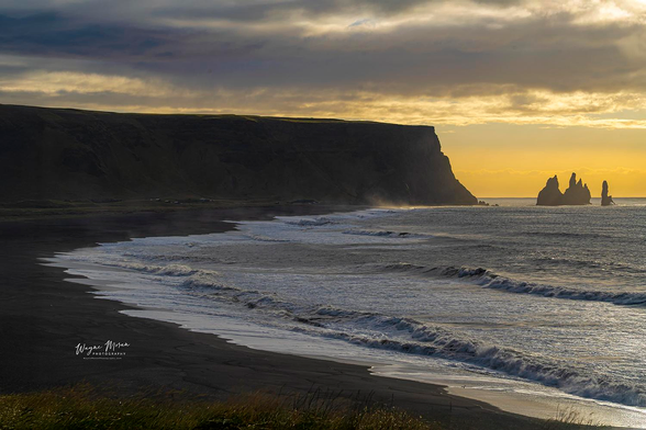 Golden Dawn at Reynisfjara Beach near Vík Iceland

Waves crash against the volcanic shoreline as first morning light breaks across the horizon, casting a warm golden glow over Reynisfjara Beach near Vík. This world-famous stretch of coastline is known for its jet-black sand, roaring North Atlantic surf, and the dramatic basalt sea stacks known as Reynisdrangar, rising from the ocean like ancient guardians of the coast.

According to Icelandic legend, these jagged pillars were once trolls who tried to drag a ship ashore, only to be frozen in stone when the sunlight touched them. Today, they stand as silent monuments to both nature’s power and Iceland’s rich folklore.

Behind the sea stacks, steep coastal cliffs form a dark silhouette against the glowing sky, where sea mist dances at their base and sunlight spills across the waves. The rhythmic roar of the surf and the endless roll of water against black volcanic sand create a scene both wild and peaceful — a perfect reflection of Iceland’s untamed beauty.



Image:
https://fineartamerica.com/featured/golden-dawn-at-reynisfjara-beach-near-vik-iceland-wayne-moran.html

Read more:
https://waynemoranphotography.com/blog/chasing-light-across-iceland-our-21-day-adventure/

#Reynisfjara #Beach #dawn #sunrise #landscape #Iceland #nature #travelPHotogrpahy #Landscape #art #fineart 

#ayearforart #buyintoart