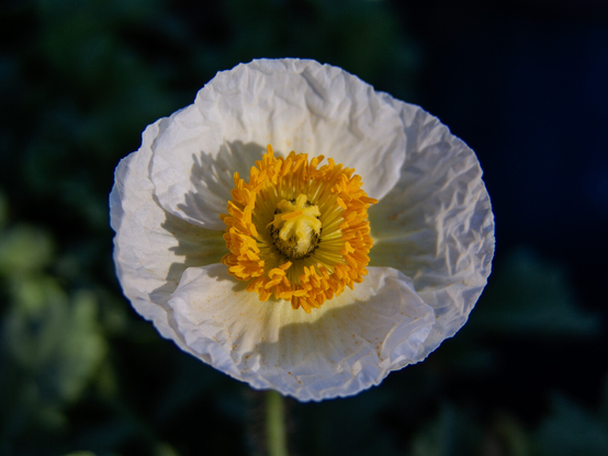 The image features a close-up view of a single Iceland poppy flower. The bloom exhibits delicate, crinkled white petals forming a broad circular shape. At the flower’s center is a vibrant yellow cluster of stamens surrounding a pale yellow pistil, creating a striking contrast with the white petals. The intricate textures of the petals are visible, adding depth to the image. The background is a softly blurred dark green, which accentuates the brightness of the flower.