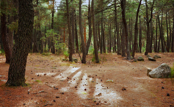 Fotografía de un paisaje boscoso. Un parche de luz en el suelo del bosque cubierto de acículas. Los troncos de los pinos cubren ka parte superior del cuadro. A la izquierda un árbol más cercano y a la derecha una roca enmarcan la imagen.