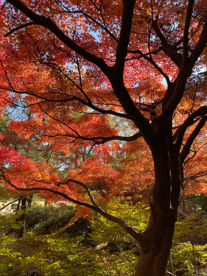 A tall lush Japanese maple tree backlit by the sun, illuminating the red leaves. The trunk is in silhouette, and many branched. Green leaves of other trees nearby show through some of the gaps in the leaves.