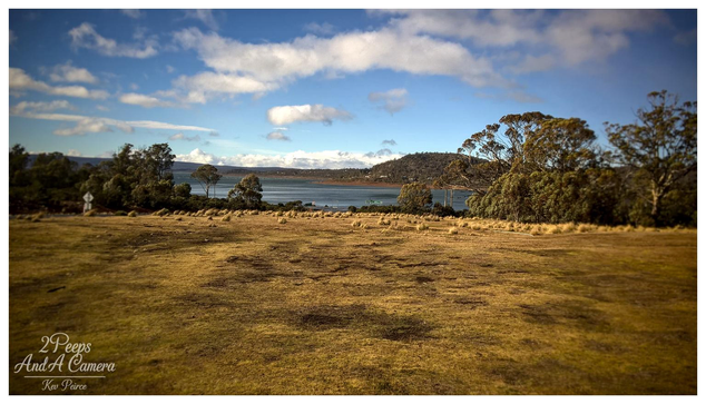 A wide, horizontal landscape photo of a large, golden brown grassy field in the foreground, leading towards a calm, blue gray lake in the middle ground.

On the far side of the lake, low hills are visible under a bright blue sky dotted with scattered white cumulus clouds. 

The field is bordered by dense eucalyptus trees and shrubs on the right and left. The overall scene conveys a vast, slightly rustic, high country wilderness feel.