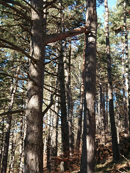 In un bosco di conifere due tronchi sono uniti da un ramo trasversale, come gemelli siamesi