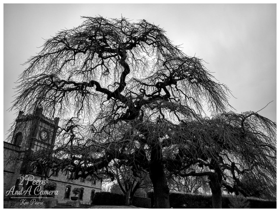 Dramatic low angle black and white photograph of a large, old weeping tree with bare, tangled branches dominating the foreground.

In the background to the left, the stone facade and clock tower of the Yalumba winery building are partially visible.