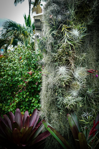 A close-up, outdoor photograph shows a variety of plants in a garden setting. To the left is a dense, dark green bush with small, dark pink flowers scattered throughout. Adjacent to the bush is a large, textured wall covered in silver-gray, wispy plants that appear to be air plants. In the foreground, at the bottom of the image, are broad, purple and green leaves, likely belonging to another plant species. The background features blurred palm trees, suggesting a tropical or warm climate.

Provided by @altbot, generated privately and locally using Gemma3:27b