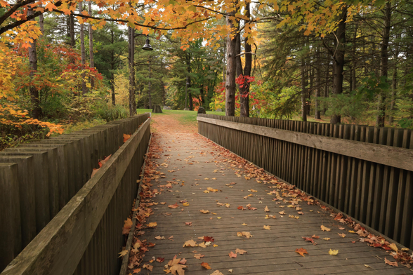 This is an autumn scene photo, taken in a landscape format, of a wooden footbridge leading to a grassy area. The leaves on the mostly deciduous trees in this area range in colour from green to yellow to red.  The image looks along the footbridge with the foreground completely taken up by the closer end of the bridge. It extends into the distance approximately thirty feet. The railing on both sides is made up of vertical pieces of wood joined by a perpendicular board running the full length of the bridge. Fallen leaves can be seen laying on the walking surface. This photo definitely has an autumn vibe to it.