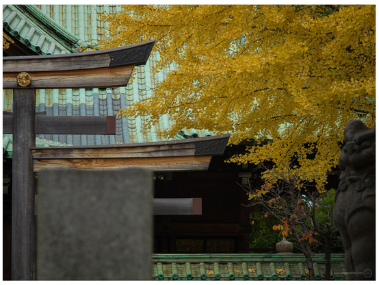 Ushijima Shrine, at the north end of Sumida Park in Tokyo. Details of the torii gate, main shrine building's roof and the nearby gingko tree. 

Hasselblad 503CW with CFV50c and Zeiss-Planar 80mm f/2.8