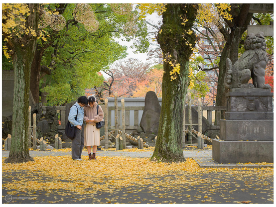 A young couple photographing or videoing their feet in the gingko leaves. Ushijima Shrine, Sumida, Tokyo. 

Hasselblad 503CW with CFV50c and Zeiss-Planar 80mm f/2.8